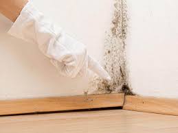 Best Residential Mold Inspection & Testing  in Morehead City, NC